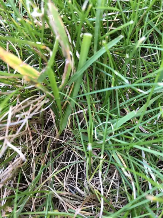 Close-up of lower levels of grass