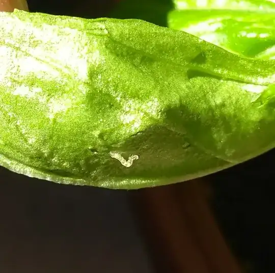 larva