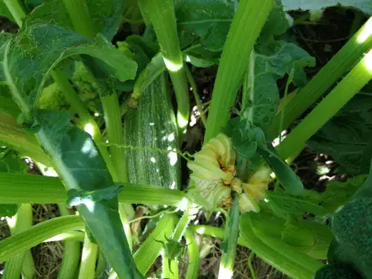 Zucchini plant