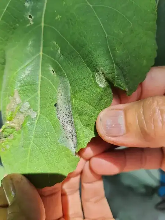 insect eggs and web on fig leaf