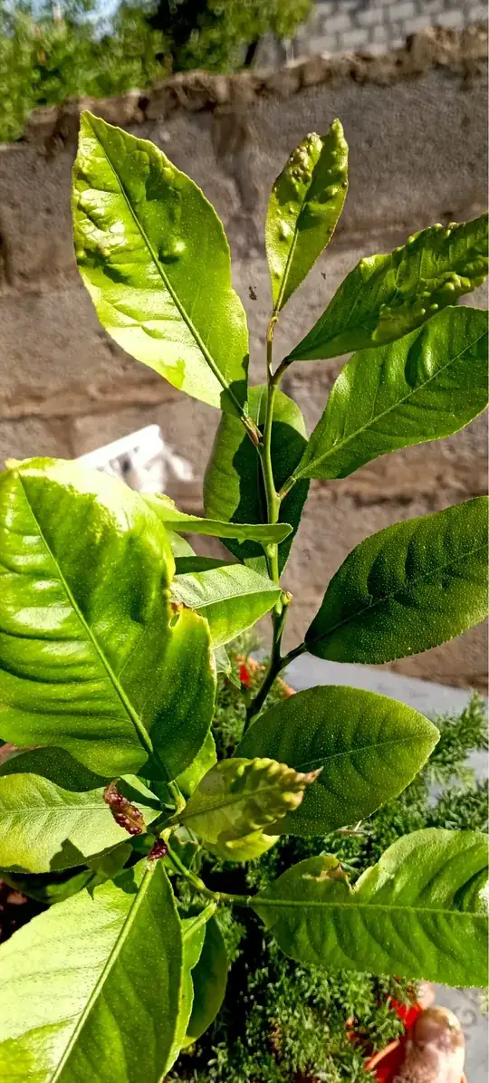 lemon tree leaves