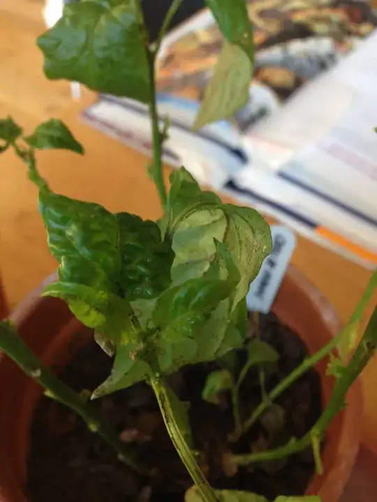 Curly Leaves