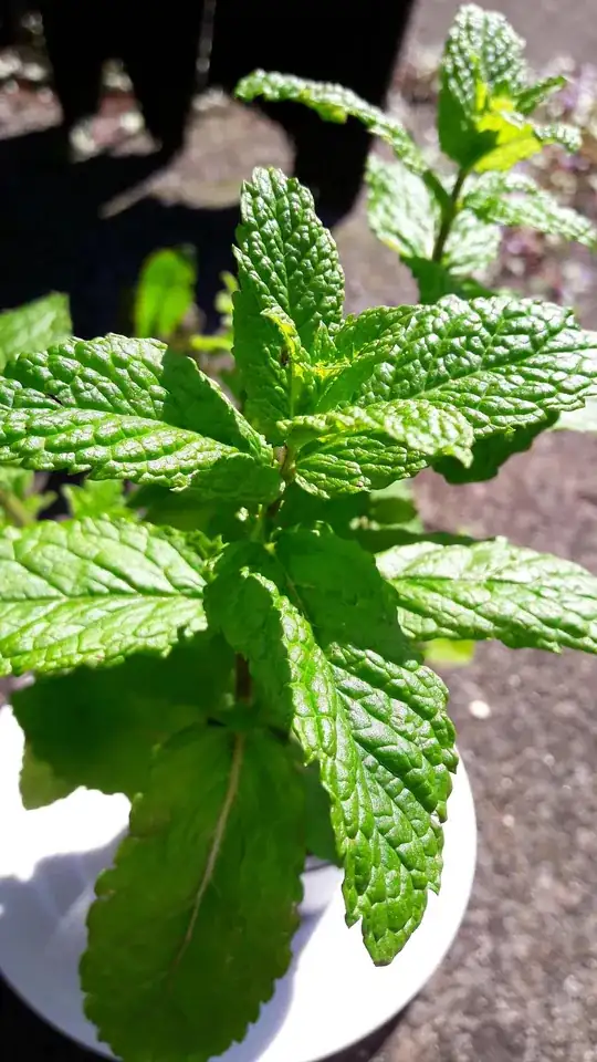 Mint plant