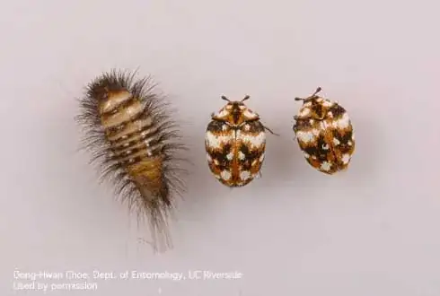Carpet beetles