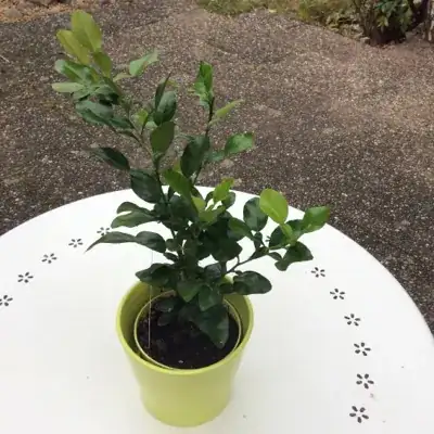 Kaffir Lime