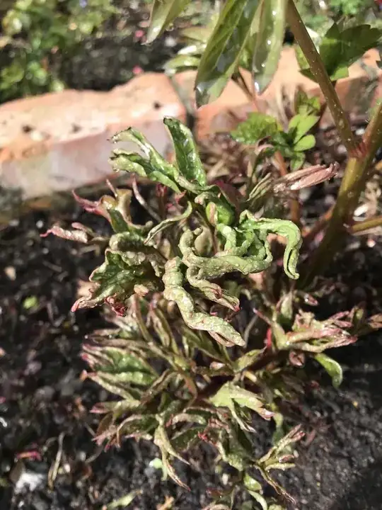 Sick peony