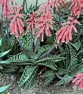 Tiger Aloe Blooming