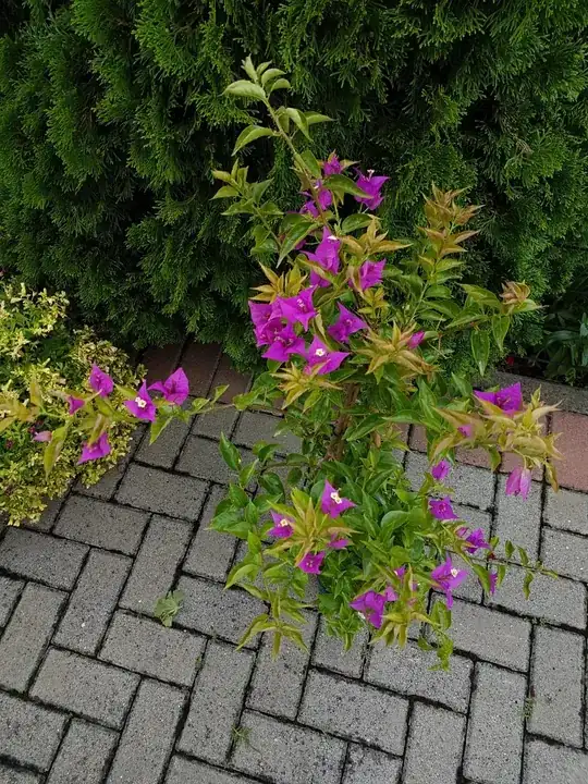 bougainvillea 2