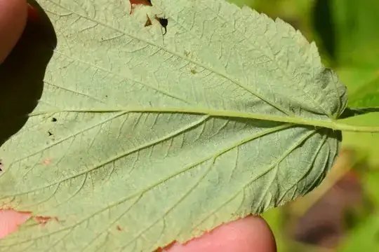 The underside of a leaf