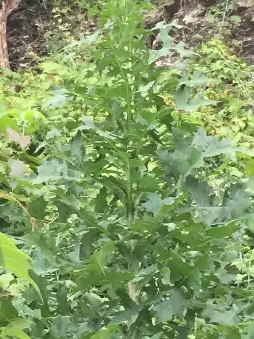 Weird weed