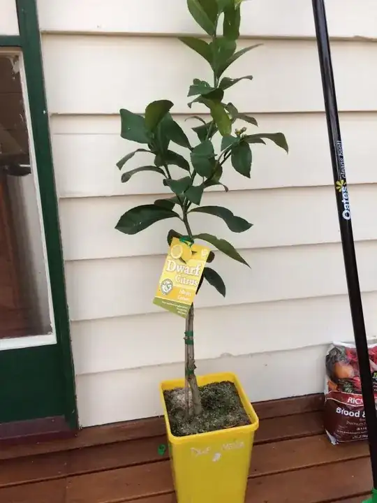 Lemon tree in small pot