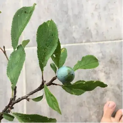 Leaves2