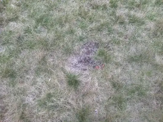 Close-up of bare patch.