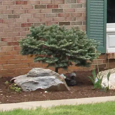 Dwarf conifer 2014