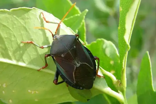 Adult Bronze Orange Bug