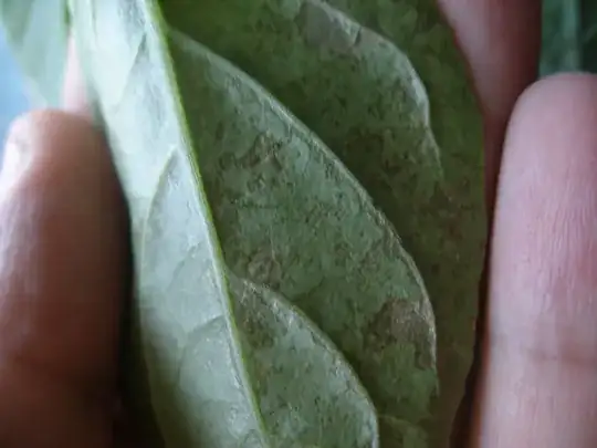 Jalapeño leaf, dying