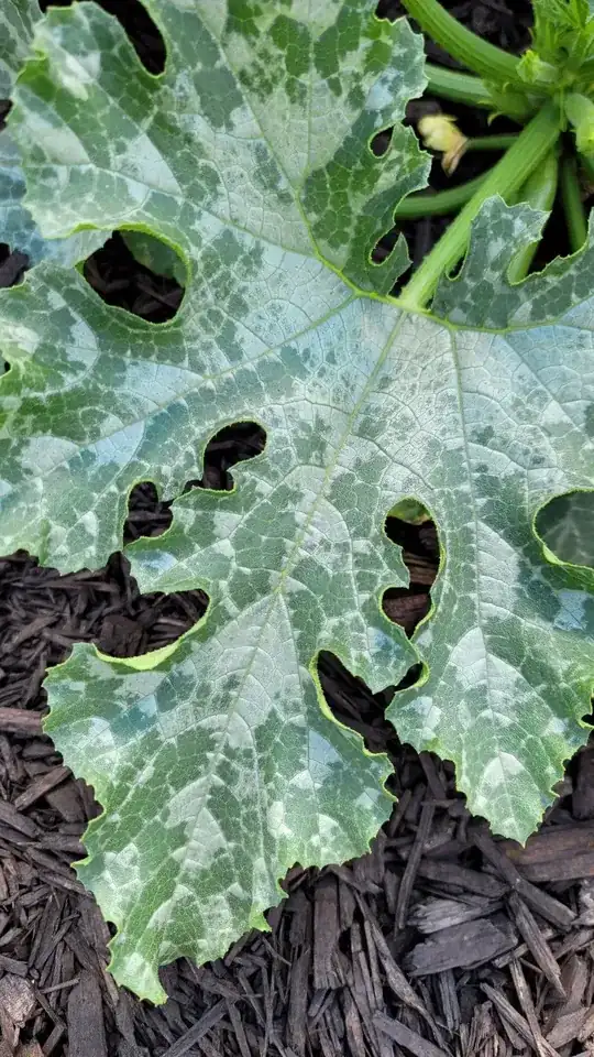whole leaf
