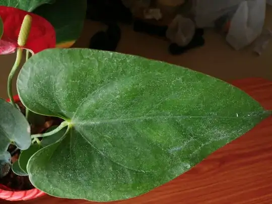 anthuruim leaves