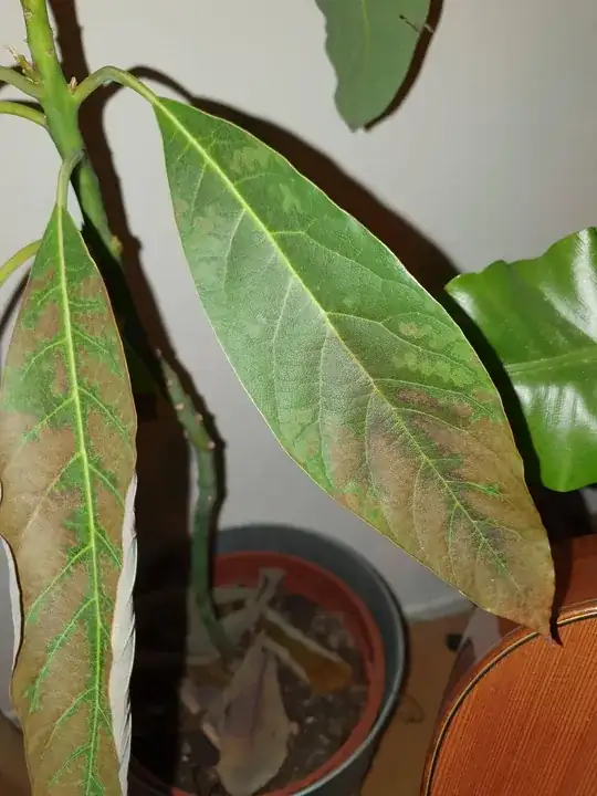 browning leaves