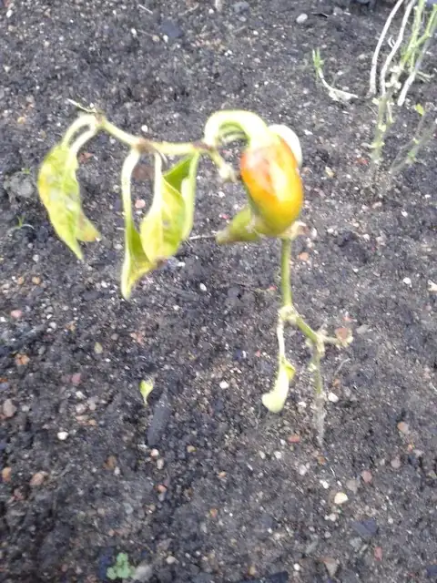 Chili