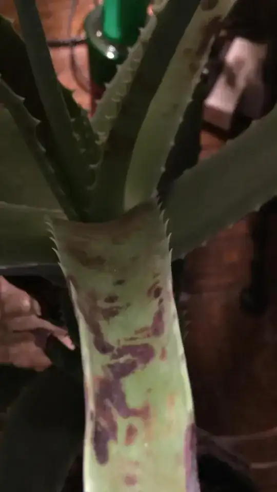 Succulent leaf with browm spots