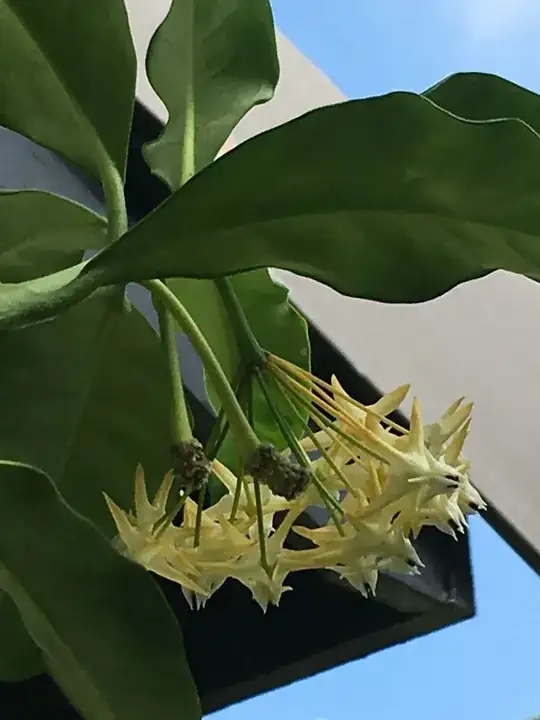 flowers 1