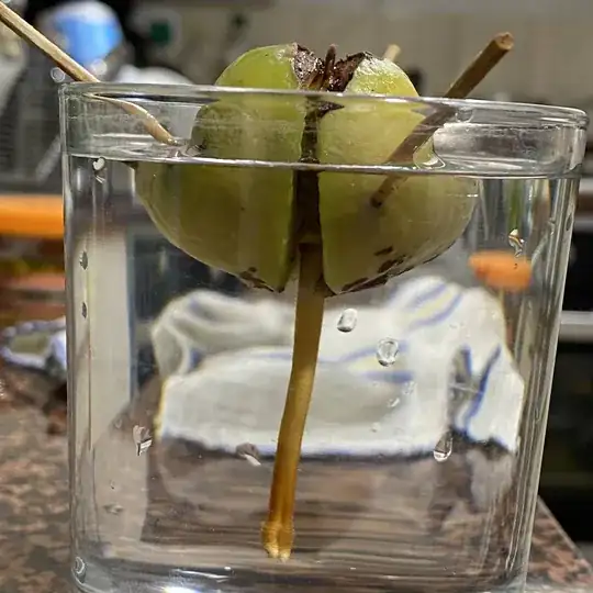 Avocado 1][1]