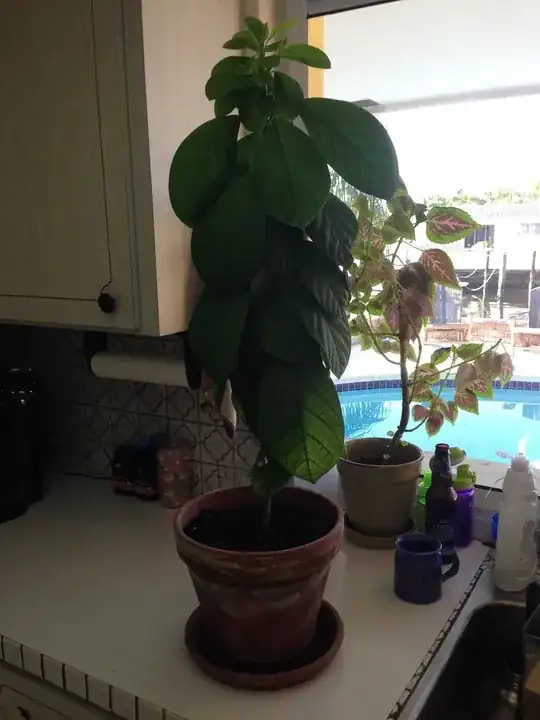 Avocado