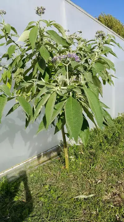 Plant Image