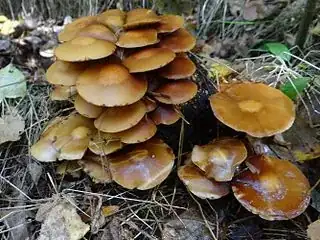 Deadly Galerina