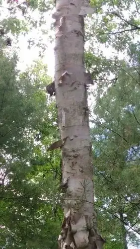 higher section where bark has already peeled off