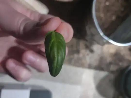 Basil