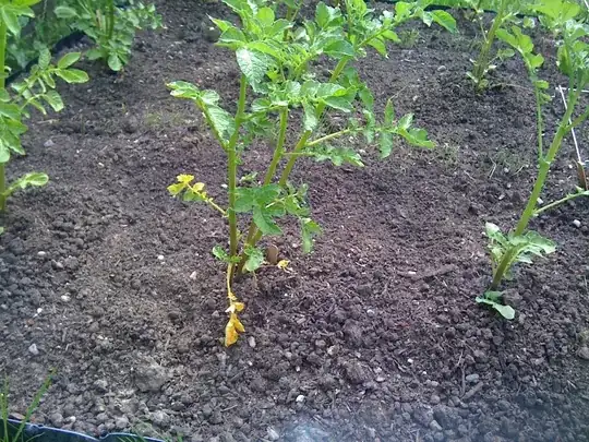 potato wilt