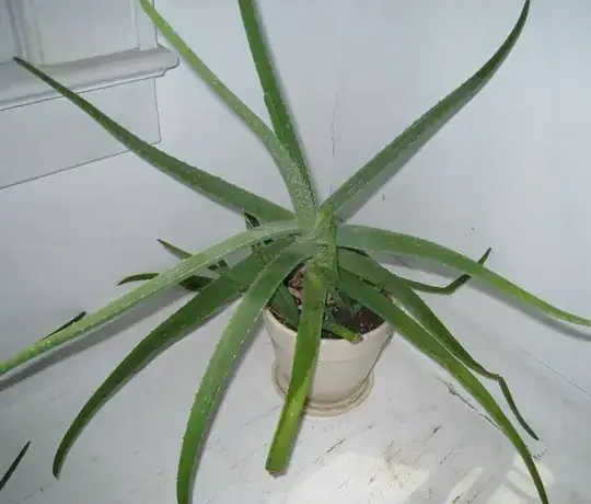 my aloe