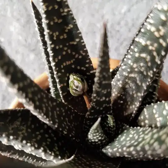 Upclose with future flower