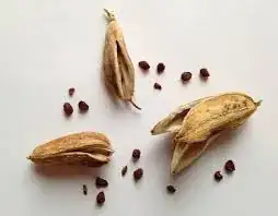 iris pod with dried seeds. From https://plantxing.com/2013/09/10/how-to-cross-bearded-irises/