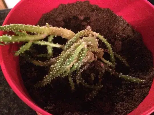 My unwell cactus