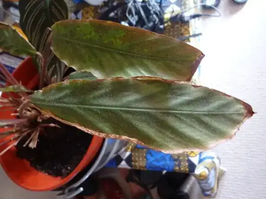Sad leaves 1