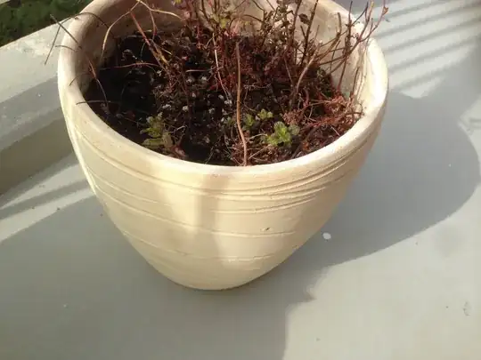 The pot the mint is in -- no drainage