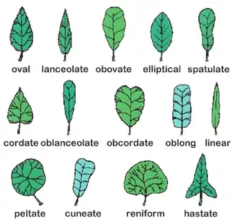 leaves