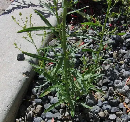 Base of weed.