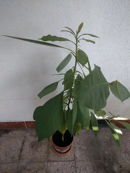 plant