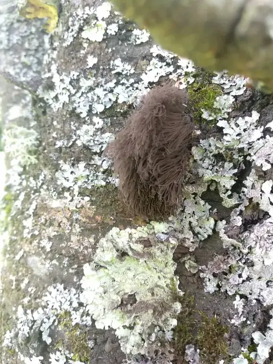 The Alien Fungus