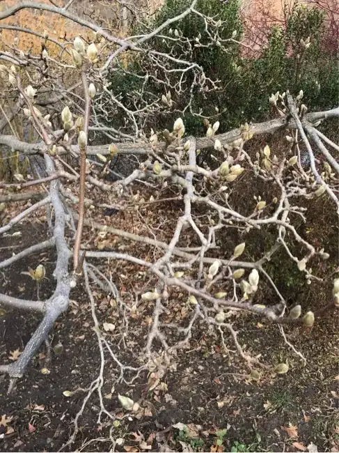 Branch