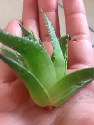 the succulent plant