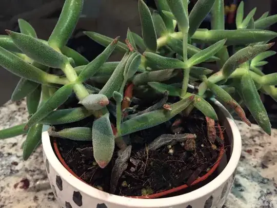 browning succulent