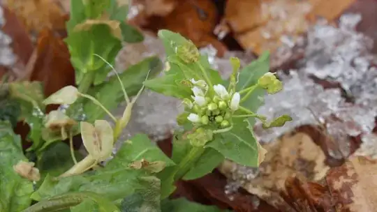 closeup of flowers and older leaves