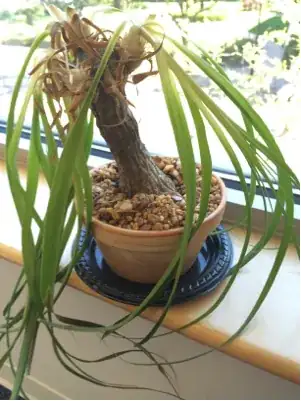 full Palm