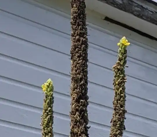close-up of weed