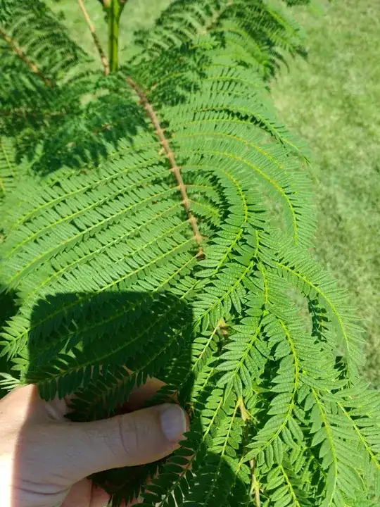 Leaf - Some of the leaflets curl
